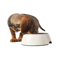 Hunter Melamin Napf - Weiß 8 Hunter Melamin Napf - Weiß -Almo Trixie Verkaufe hunter melamine voer en drinkbak wit 169567 0500 none