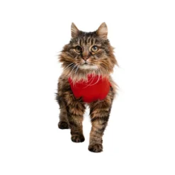 Medical Pet Shirt Katze -Almo Trixie Verkaufe medical pet shirt kat 167404 0500 none