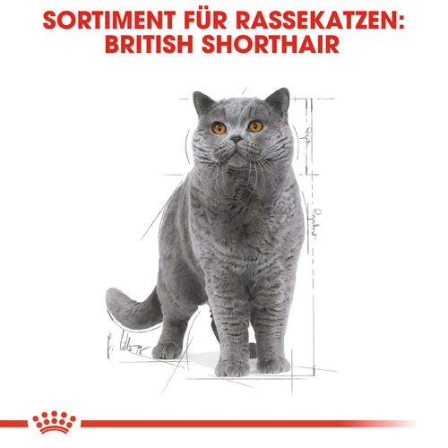 Royal Canin British Shorthair Adult Wet - Katzenfutter 4 Royal Canin British Shorthair Adult Wet - Katzenfutter – Bild 4
