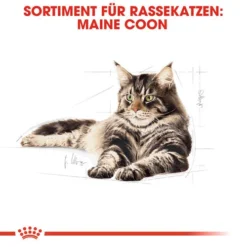 Royal Canin Maine Coon Adult Wet - Katzenfutter -Almo Trixie Verkaufe royal canin maine coon adult wet kattenvoer 126014 0500 none