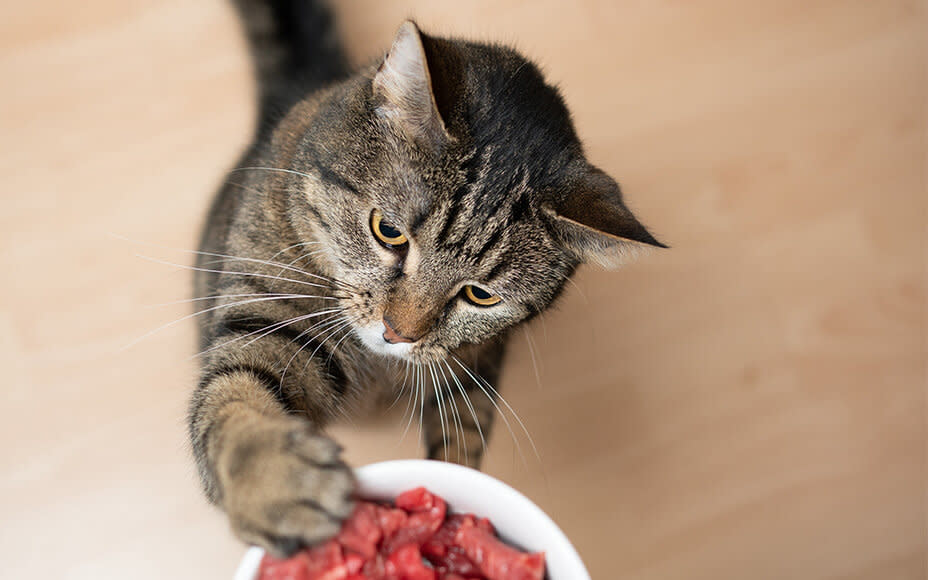 Almo Trixie Verkaufe -Almo Trixie Verkaufe 20220427 katzenerna hrung fleisch